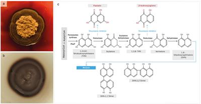 Characterization of melanin from Exophiala mesophila with the prospect of potential biotechnological applications